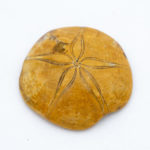 Fossil, Sea Urchin