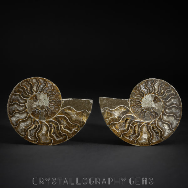 Ammonite fossil pair for sale