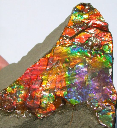 Ammolite raw crystal
