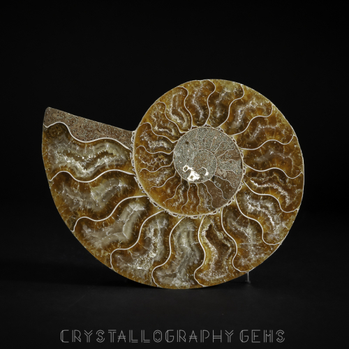Ammonite half fossil from Madagascar