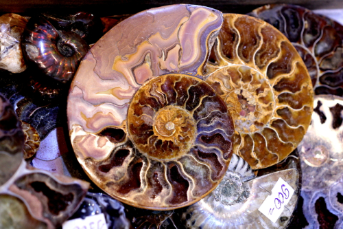 Ammonite half fossil