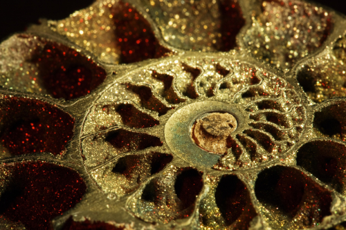 Closeup of Pyritized Ammonite half fossil