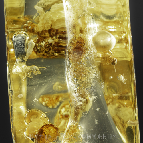 Closeup of Columbian Amber fossil with insect specimen